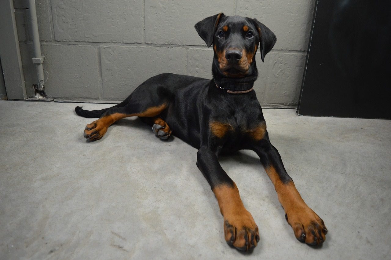 Le dobermann est-il dangereux ?