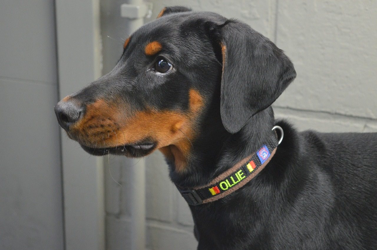 Quels sont les défauts du dobermann ?