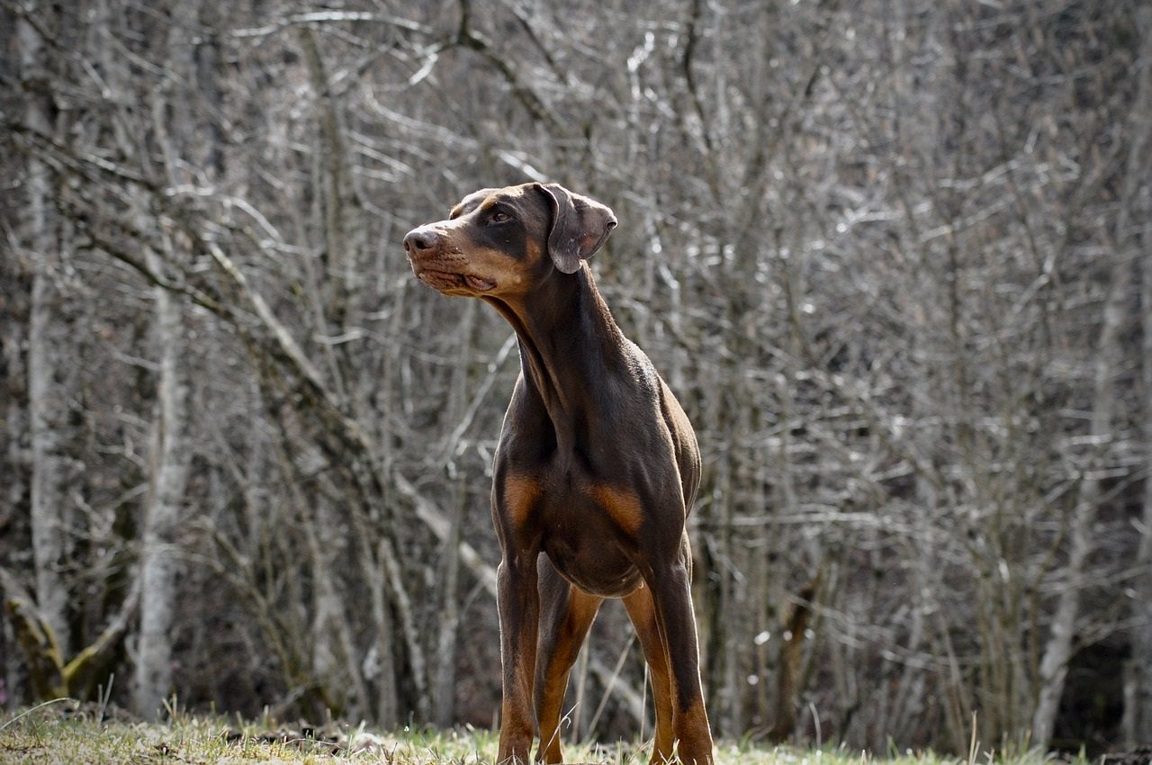 Les traits caractéristiques du dobermann