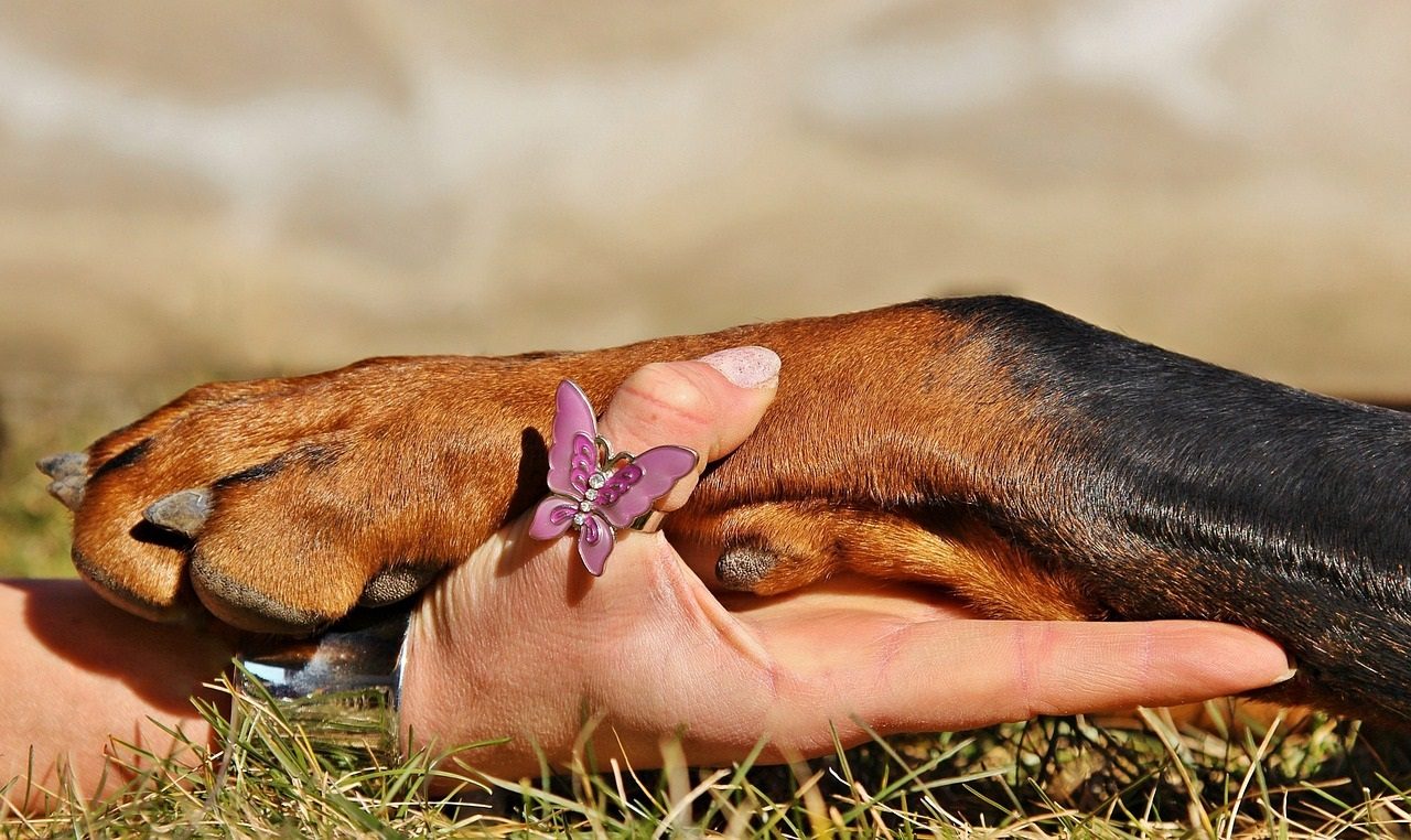 Comment se passe l'éducation du dobermann ?