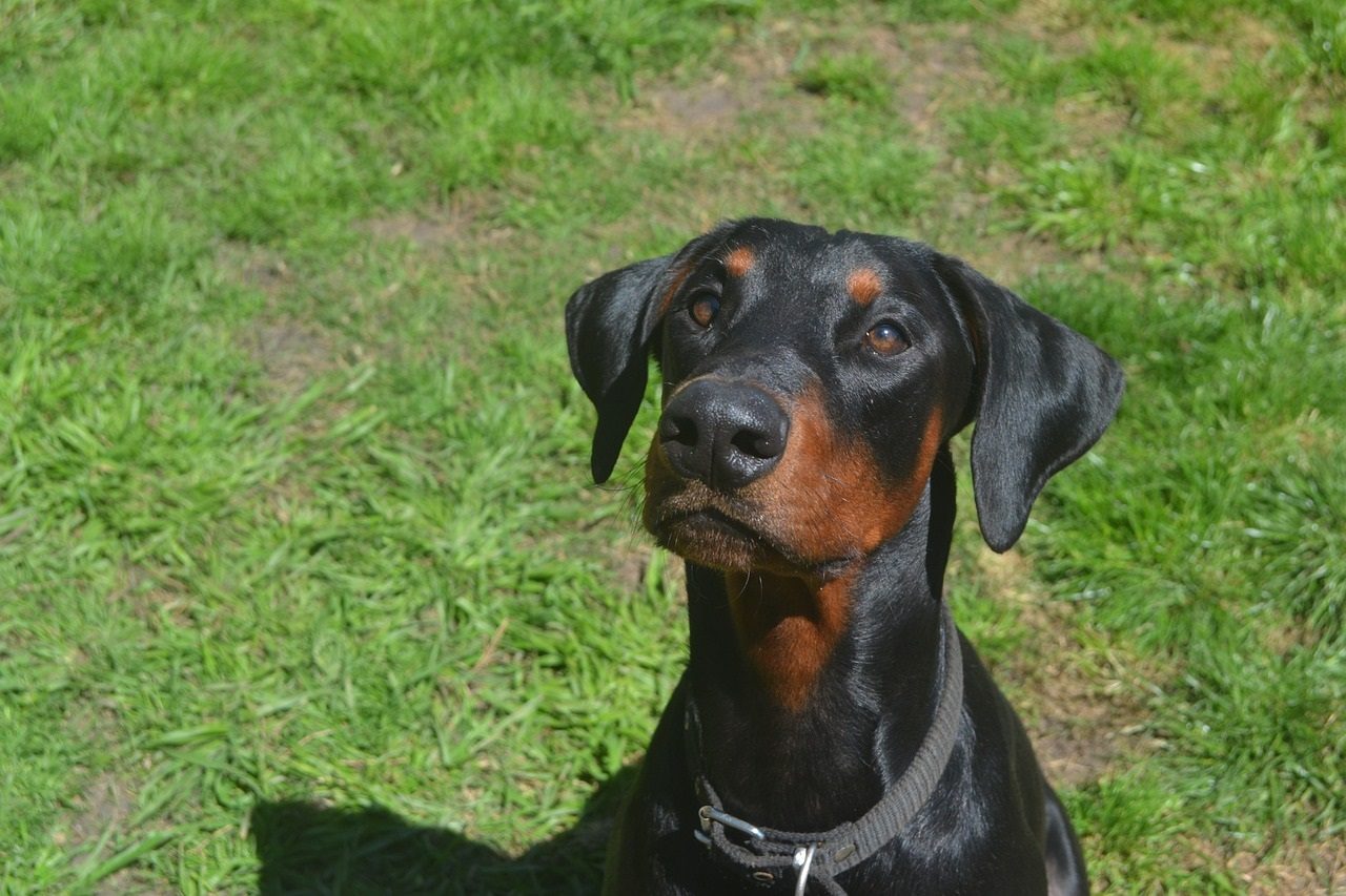 Dobermann : alimentation et santé